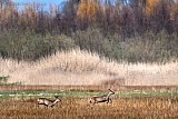 30-03-2021 Breda - Reeen aan de rand van de Haagse Beemden schrikken van een hond en vluchten over de velden weg het bos in.  - Fotokrant