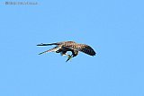 06-09-2023 Breda - Een roofvogel eet in de lucht boven de Haagse Beemden al van zijn net gevangen prooi. - Fotokrant