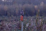 24-11-2023 Breda - Aan de rnd van de Haagse Beemden zit een roofvogel op een paal naar een prooi te speuren. - Fotokrant