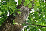 06-06-2019 Breda - In de stad zitten in eikenbomen enorme nesten met eikenprocessierupsen.In 1 nest zitten al snel honderden rupsen.De brandharen van de rups zorgen voor een verschrikkelijke jeuk. - Fotokrant
