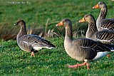 17-01-2021 Breda - Tussen de honderden Grauwe Ganzen die aan de rand van de wijk Haagse Beemden verblijven is een Kleine Rietgans gespot. Deze vogel komt voor in Spitsbergen.   - Fotokrant