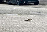 16-07-2025 Bavel - Een rat steekt enkele keren rennend een straat over met in zn bek steeds een ander jong ratje dat veilig naar de overkant word gebracht. - Fotokrant