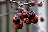 02-02-2023 Breda - Appeltjes die normaal dienen als wintervoer voor tuinvogels hangen door de hoge temperatuur en de vele regen te rotten aan de boom. - Fotokrant