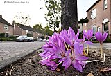 23&ndash;09-2019 Bavel -  In een straat in het kerkdorp heeft een inwoner een tijd terug bloembollen geplant bij de stam van een gemeentelijke boom. Prachtige roze bloemen zijn nu uitgekomen en vormen in de straat een blikvanger. - Fotokrant