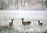 06-01-2026 Breda - Een reegeit met haar kalfjes trokken door de besneeuwde velden. - Fotokrant