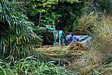 14-10-2021 Breda -  Door de warme zomer en de vele regenval lijk een deel van de Haagse Beemden op een jungle. Werklui hebben met speciaal materiaal de afgelopen dagen het groen een stuk kleiner gemaakt. - Fotokrant