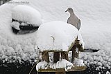 07-01-2026 Breda - Door de grote hoeveelheid sneeuw is er voor vogels maar weinig voedsel te vinden. - Fotokrant