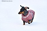 15-01-2024 Breda - Teckeltje Bella krijgt haar winterjasje aan en maakt voor het eerst kennis met sneeuw. Ze vind het geweldig. - Fotokrant