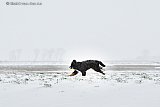 07-02-2021 Breda - Hond Senna vermaakte zich prima en rende door de sneeuw. - Fotokrant
