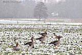 21-01-2023 Ulvenhout - Terwijl de sneeuw in het noorden van de stad al verdwenen is, scharrelen Grauwe Ganzen op weilanden nabij het dorp in het zuiden nog in de sneeuw. - Fotokrant