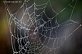 09-10-2026 Breda - Het is herfst en de vochtige lucht maakt spinnenwebben zichtbaar. - Fotokrant