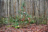 21-12-2021 Ulvenhout - Een kale spar is midden in het Ulvenhoutse bos aangekleed als kerstboom.  - Fotokrant