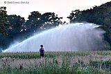 24-08-2025 Breda - Boeren zijn vanwege de droogte bezig met het besproeien van het gewas. - Fotokrant