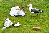 25-04-2021 Breda - Een meeuw is neergestreken in het stadspark en vermaakt zich op de vroege ochtend met de rotzooi. - Fotokrant