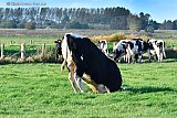 24&ndash;10-2019 Breda - Een stier laat in de weide in de Vierde Bergboezem tijdens het slopen van een emmer zijn ballen zien. - Fotokrant