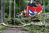 05-07-2023 Breda - De boom op de Rietdijk waar de vrouw door hulpverleners onderuit is gehaald. Met de ambulance is de vrouw naar het ziekenhuis gebracht. - Fotokrant