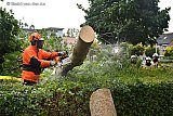 21-10-2021 Breda - Een brandweerman staat in een heg in de Haagse Beemden om een boom die door de storm op auto's is gevallen in stukken te zagen. - Fotokrant