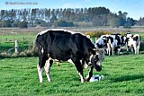 24&ndash;10-2019 Breda - Na de show van de stier waar de koeien zich niet veel van aantrokken ging de stier naar de andere kant van de weide. - Fotokrant
