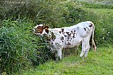 13-07-2023 Breda - Een stier knabbelt aan de rand van de Haagse Beemden aan het riet. Als de stikstofmaatregelen doorgaan is het nog maar de vraag of er koeien mogen lopen aan de rand van de Haagse Beemden. Dit heeft alles te maken met de zone van het Ulvenhoutse bos dat een natura 2000 gebied is. - Fotokrant