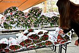 30-04-2022 Breda - Tulpen uit Noordwijkerhout die normaal naar Oost-Europa zouden gaan kunnen daar door de oorlog in Oekraine niet heen. Nu zijn ze verkocht aan inwoners van Breda. - Fotokrant