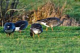 20-01-2022 Breda - Nabij de Asterdplas scharrelt een Toendra Rietgans tussen de grauwe ganzen. De vogel is groter dan de eerder deze week gespotte Kleine Rietgans. - Fotokrant