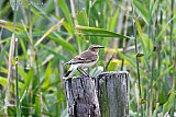 14&ndash;09-2019 Breda - Een zeldzame Tapuit zit in de Haagse Beemden op een weidepaal. De zangvogel staat op de rode lijst van beschermde vogelsoorten. - Fotokrant