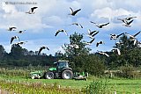 16-09-2024 Breda - Het mooie weer zorgt ervoor dat boeren nog een keer kunnen maaien.  Grauwe ganzen vliegen op als de tractor eraan komt. - Fotokrant