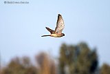 22-11-2019 Breda - Net buiten de woonwijk Haagse Beemden jaagt een torenvalk op muizen. - Fotokrant