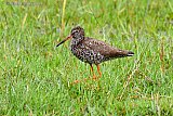 08-06-2022 Breda - Een tureluur loopt door het natte grasland van de Vierde Bergboezem. De vele regen van de afgelopen dagen heeft het flink drassig gemaakt en dat is precies waar deze weidevogel in zijn element is. - Fotokrant