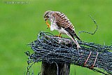28-08-2021 Breda- Een Torenvalk is geland op een weidepaal met veel prikkeldraad erom. De roofvogel maakt met zijn snavel zijn nagels schoon. - Fotokrant