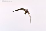 01-08-2021 Breda - Een nieuwsgierige vrouwtjes torenvalk tijdens haar jacht in de lucht boven de Haagse Beemden. - Fotokrant
