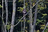 05-11-2019 Breda -  Verscholen op een tak zit in de Haagse Beemden een flinke buizerd te kijken naar wat er voorbij komt. - Fotokrant