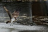 12-10-2023 Breda - De visarend vliegt over het water in de Haagse Beemden. De vogel is zijn gebied aan het uitbreiden. - Fotokrant