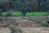 19-10-2024 Breda - Het contrast is groot tussen de bruin gekleurde gemaaide wetlands waar ooievaars naar voedsel zoeken, en de rest van de groene omgeving. - Fotokrant