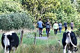 26-07-2020 Breda - Mensen die vanwege het coronavirus niet op vakantie zijn gaan wandelen en fietsen in de natuur. - Fotokrant