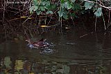 13-12-2023 Breda - Een laat jong waterhoentje zwemt in een sloot in de Haagse Beemden.   - Fotokrant