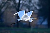 27-01-2026 Breda - Een grote zilverreiger vliegt over de velden aan de rand van de Haagse Beemden. - Fotokrant
