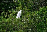 12-07-2025 Breda - een Grote Zilverreiger zit aan de rand van de Haagse Beemden boven in een boom op de uitkijk. - Fotokrant
