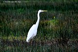 GROTE ZILVERREIGER - Fotokrant