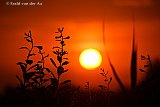 26-06-2026 Breda - Met een temperatuur van 39 C was het een van de warmste dagen van de afgelopen jaren. Bij zonsondergang is het nog 29 C. - Fotokrant