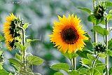 05-08-2023 Breda - Aan de rand van de wijk Haagse Beemden staan momenteel prachtige zonnebloemen in bloei. De zonnebloemen trekken hommels aan. - Fotokrant