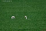 11-04-2023 Breda - Zwanen lijken in het buitengebied verstoppertje te spelen in dit grasland. Maar wat ze doen is eten van het malse hoge gras. - Fotokrant