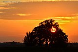 06-09-2021 Breda - Zonsondergang in een gigantische eik in het buitengebied tussen Breda en Prinsenbeek. - Fotokrant