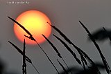 20-07-2021 Breda - Grauwe zonsondergang ten noorden van de stad in het riet. - Fotokrant