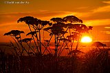 22-07-2020 Breda - De zon gaat onder en de lucht kleurt oranje  in de Vierde Bergboezem.Juist de kleur oranje is gevreesd door vakantiegangers die in het buitenland verblijven. Krijgt het land waar ze op vakantie zijn code oranje dan is dat het advies om daar niet te verblijven. Vakantiegangers lopen de kans op 2 weken quarataine  bij terugkomst. - Fotokrant
