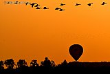 02-09-2021 Breda-  Als de avond valt land er een luchtballon en vliegen ganzen naar hun slaapplaats in de Haagse Beemden. - Fotokrant