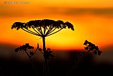 16-07-2022 Breda - Zonsondergang ten noorden van de stad.  Nu is het nog maar 18c komende week stijgt de temperatuur richting de 40c is voorspeld. - Fotokrant