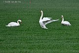 29-03-2023  Breda - Ten noorden van de stad zitten zwanen in het gras. De vogels eten het pas gezaaide gras op. - Fotokrant