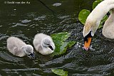27-05-2021 Breda - In een vijver in de stad leert een moeder zwaan haar jongen wier eten. - Fotokrant