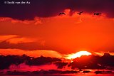 11-04-2019 Breda - Zwanen in zonsondergang. De vogels vliegen naar de Asterdplas om daar veilig te overnachten. - Fotokrant